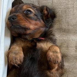 Kodiak - Red male Dachshund puppy in Shawnee, Oklahoma from Magic Eagle Miniature Dachshunds