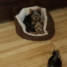 Yorkshire Terrier Puppies from The Yorkie House