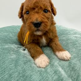 Milk Dud - Red  female Goldendoodle puppy in Sunman, Indiana from Brunsman Country Doodles LLC