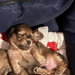 Hercules - Cream male Dachshund puppy in Alabaster, Alabama from Doxies of Olympus