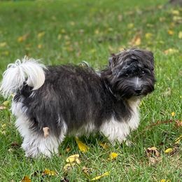 Wilma - Havanese