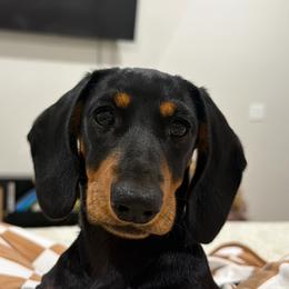 Chevy - Dachshund