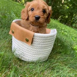Milo - Apricot male Cavapoo puppy in Lewisburg, Pennsylvania from Cinda's Cavapoos