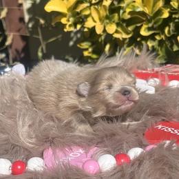 Willie Nelson - Blue merle male Pomeranian puppy in Sandia, Texas from Broken Arrow Poms