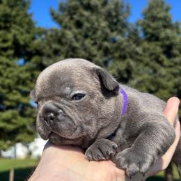 Fiona - Blue female French Bulldog puppy in Salisbury, Maryland from 77 Frenchies Maryland