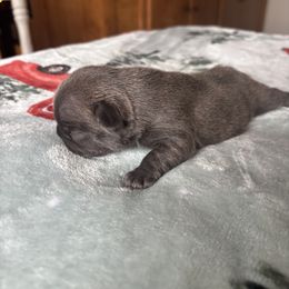 Grunt - Blue fawn male French Bulldog puppy in Alabama from Southern Bulldogs