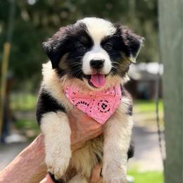 Sage AKC - Black tri-color female Australian Shepherd puppy in Polk City, Florida from Skaky Shepherds