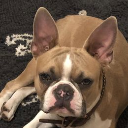 Boston Terriers and Rat Terriers from Sugar Baby Bostons