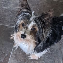 Wrigley - Biewer Terrier