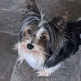 Wrigley - Biewer Terrier