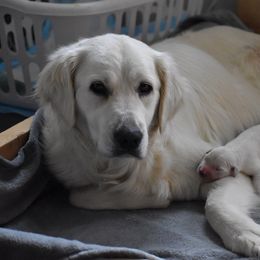 Golden Retrievers from Olympus Golden Retrievers