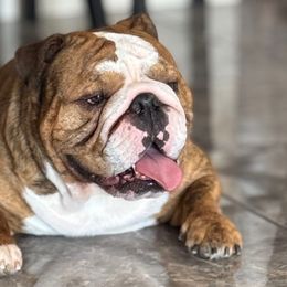 Harley - Bulldog