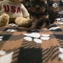 Boy 1 - Blue and gold male Yorkshire Terrier puppy in Colton, Oregon from Yorkies & More R US
