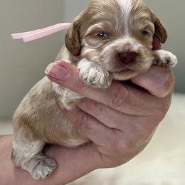 Sarah - Red female Cockapoo puppy in Mocksville, North Carolina from Little Bear Doodles