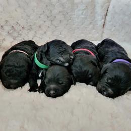 Goldendoodles from Haven Goldendoodles