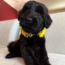 Girl 3 - Black female Giant Schnauzer puppy in Wildomar, California from My Angel Schnauzers