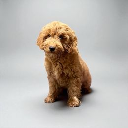 Jaime Lancaster - Red  male Goldendoodle puppy in Bells, Texas from Partridge Doodles and Poodles
