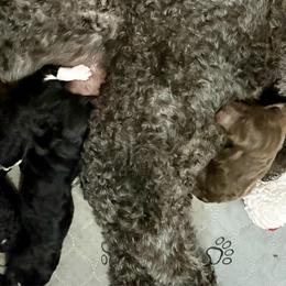 Justice - Parti female Poodle puppy in Meadowbrook, California from Standard Poodle Pups