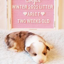 American Corgi and Pembroke Welsh Corgi Puppies from Whimsical Treasure Corgis