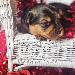 Yorkshire Terrier Puppies from Hip Hoppin Yorkies