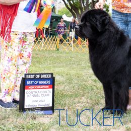 Newfoundlands from Solstice Newfoundlands
