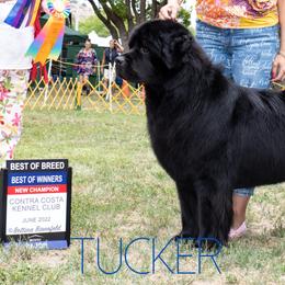Newfoundlands from Solstice Newfoundlands