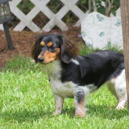 Marlee - Dachshund