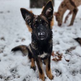 Hennessy - German Shepherd
