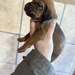 Purple girl - Red female Bloodhound puppy in Conway, Missouri from Ozark Mountain Kennel