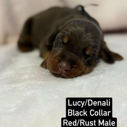Black Collar - Red and rust male Doberman Pinscher puppy in Lake City, Florida from Paintedcrazy Doberman Pinchers