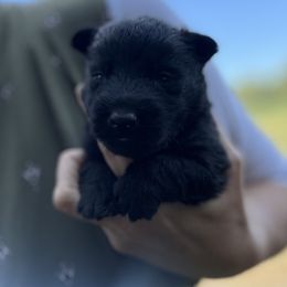 Scottish Terrier and Toy Australian Shepherd Puppies from Pecan Creek