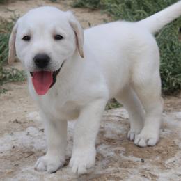 Nevada Sugar Girl - Yellow female Labrador Retriever puppy in Spring Creek, Nevada from Badland Kennel