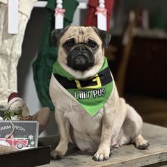 Lilly Pug - Pug
