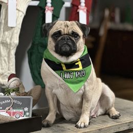Lilly Pug - Pug