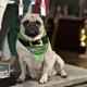 Lilly Pug