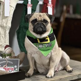 Lilly Pug - Pug