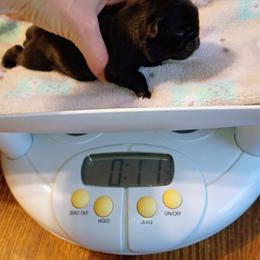 Junior - Black male Pug puppy in Fall Creek, Wisconsin from Heartville Pugs