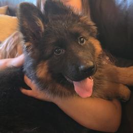 Estella Regina Caeli Elite Von Haus (Purple Collar) - Black and red female German Shepherd puppy in Grants Pass, Oregon from Elite Von Haus German Shepherds