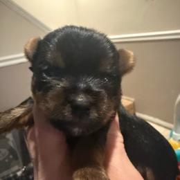 Levi - Black and tan male Yorkshire Terrier puppy in Florence, Kentucky from 4paws4ever by Design