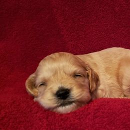 Cavapoo and Cockapoo Puppies from Clearview Canines