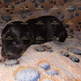 Bourbon - Liver female Miniature Schnauzer puppy in Crestview, Florida from Dees Schnauzers