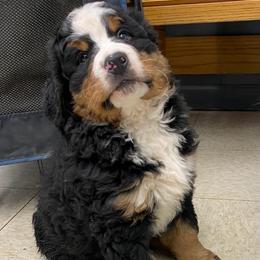 Lumi - Tri-color male Bernese Mountain Dog puppy in Rural Retreat, Virginia from Bernese Bunker