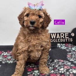 Celia - Red  female Goldendoodle puppy in Neillsville, Wisconsin from Granton Creek