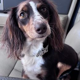 Winnie - Dachshund