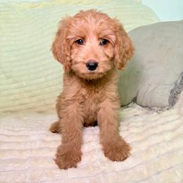F1B Goldendoodle Surfer - Red  male Goldendoodle puppy in Redding, California from Casa Delarosa Collective Poodles & Doodles