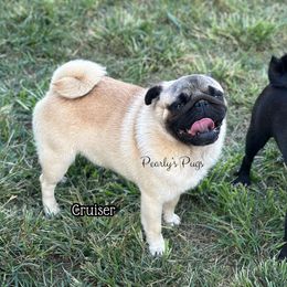 Cruiser - Pug
