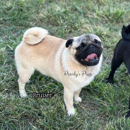 Cruiser - Pug