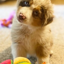Miniature American Shepherd, Miniature Australian Shepherd, and Toy Australian Shepherd Puppies from Iron Spirit Homestead & Aussies