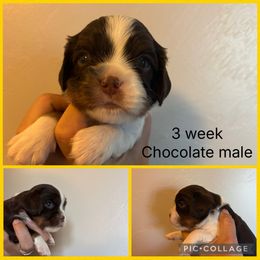 Choc tri yellow collar - Chocolate male Cavalier King Charles Spaniel puppy in Greenleaf, Wisconsin from Ledgetop Family Cavaliers