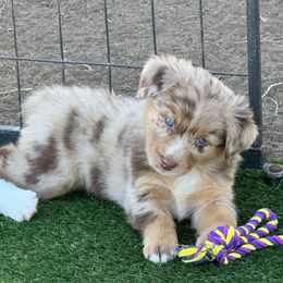 Nutmeg - Red merle female Australian Shepherd puppy in Ramona, California from Blue Moon Aussies